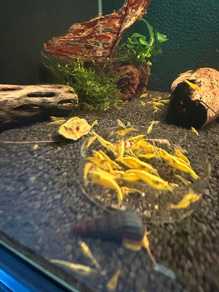 Hele mooie high grade yellow backline neocardina garnalen, Dieren en Toebehoren, Vissen | Aquariumvissen, Zoetwatervis, Kreeft, Krab of Garnaal
