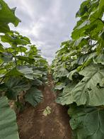Paulownia tomentosa  De Co2 Boom!, Tuin en Terras, Planten | Bomen, Ophalen of Verzenden, Volle zon, Overige soorten, Minder dan 100 cm