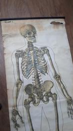 SCHOOLPLAAT VAN GOOR ANATOMISCHE PLAAT, Ophalen of Verzenden, Natuur en Biologie
