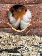 2 vrouwtjes cavia’s aangeboden, Dieren en Toebehoren, Knaagdieren, Cavia, April, Vrouwelijk, Tam