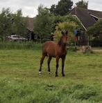 New forester pony, Dieren en Toebehoren, Pony's, Dressuurpony, 0 tot 2 jaar, Hengst, Onbeleerd