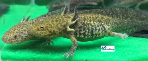 Axolotl Iridophores Starburst (B) Baby, Dieren en Toebehoren, Reptielen en Amfibieën, Amfibie, 0 tot 2 jaar, Tam