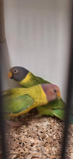 Tk mooi koppel Pruimekoppen man cinamon pop split geel gerin, Dieren en Toebehoren, Meerdere dieren, Parkiet, Geringd