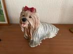Leuk! Beeld Yorkshire terrier. Groot, Ophalen, Dier