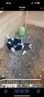 Kapucijners, Dieren en Toebehoren, Pluimvee, Meerdere dieren, Overige soorten