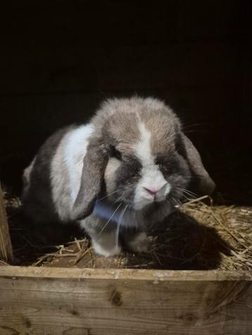 Minilop hangoor dwerg voedster 🩷🐰 beschikbaar voor biedingen