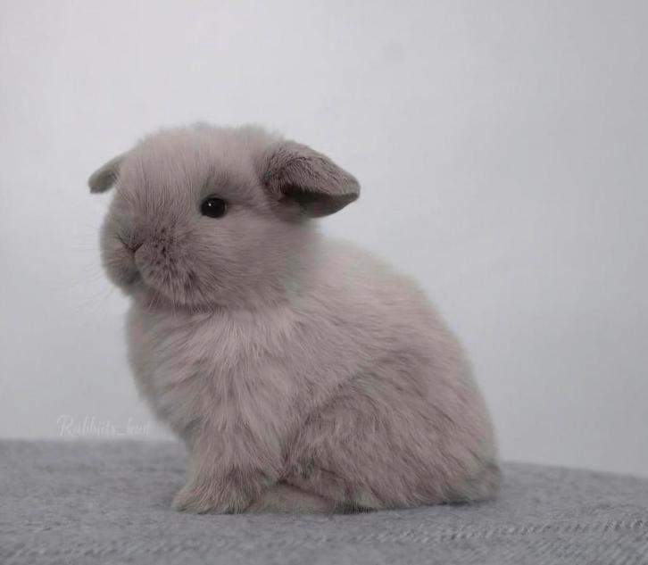❤️❤️PRACHTIGE RASZUIVERE ECHTE MINI LOP KONIJNTJES – 7 WEKEN, Dieren en Toebehoren, Konijnen, Klein, Meerdere dieren, 0 tot 2 jaar