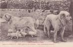 668F Pyrenese berghonden, 1929, Ophalen of Verzenden, 1920 tot 1940, Gelopen, Hond of Kat