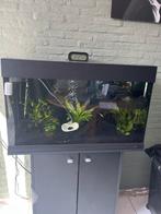 Aquarium, Dieren en Toebehoren, Vissen | Aquaria en Toebehoren, Ophalen of Verzenden, Zo goed als nieuw, Gevuld zoetwateraquarium