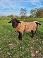 Suffolk dekram ruilen, Dieren en Toebehoren, Schapen, Geiten en Varkens, Mannelijk, Schaap