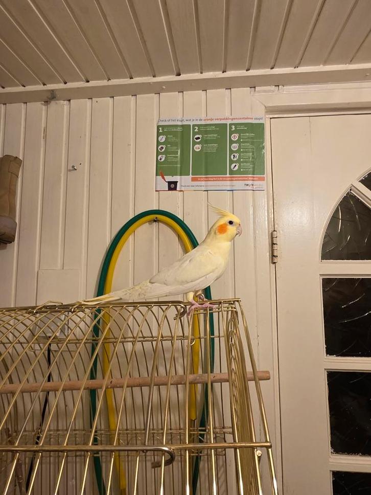 Cockatiel met kooi en standaard kan per stuk verkocht worden, Dieren en Toebehoren, Vogels | Parkieten en Papegaaien, Papegaai