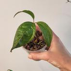 Anthurium arisaemoides, Huis en Inrichting, Kamerplanten, Ophalen of Verzenden, Overige soorten, Minder dan 100 cm