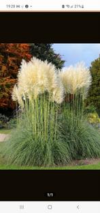 Gratis Pampas Pluimen gezocht., Tuin en Terras, Planten | Tuinplanten, Ophalen, Overige soorten, Volle zon