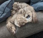 Ragdoll nestje nog 2 beschikbaar Meerstad Groningen, Dieren en Toebehoren, Geslacht onbekend, Gechipt, 0 tot 2 jaar