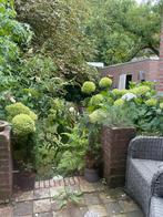 Prachtige volop bloeiende hortensia’s 10 stuks, Ophalen, Zomer, Vaste plant, Overige soorten