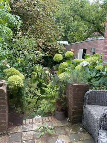 Prachtige volop bloeiende hortensia’s 10 stuks beschikbaar voor biedingen