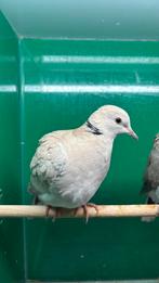 jonge tortelduif lachduif, Dieren en Toebehoren, Geslacht onbekend