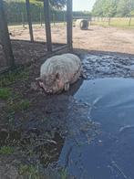 Varkens, Dieren en Toebehoren, Schapen, Geiten en Varkens, Mannelijk, Varken