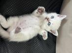 Britse korthaar kittens, Dieren en Toebehoren, Meerdere dieren, 0 tot 2 jaar