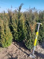 coniferen taxus smaragd columnaris, Tuin en Terras, Ophalen, Bloeit niet, Halfschaduw, Overige soorten
