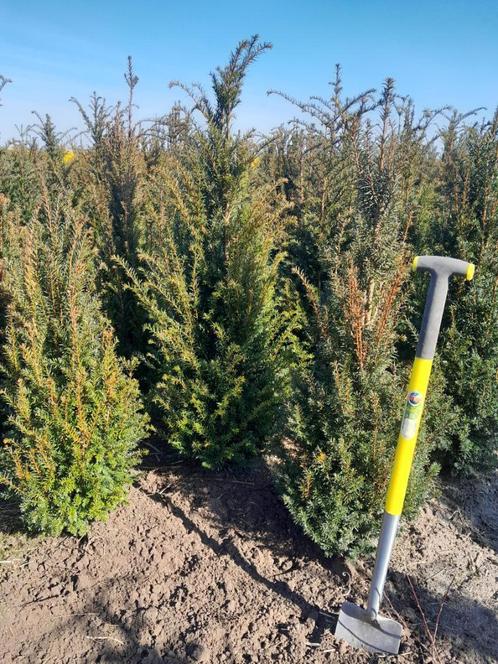 coniferen taxus smaragd columnaris, Tuin en Terras, Planten | Bomen, Overige soorten, 100 tot 250 cm, Halfschaduw, Bloeit niet