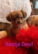 Prachtige chihuahua s pups, Dieren en Toebehoren, Honden | Chihuahua's en Gezelschapshonden, Meerdere, Meerdere dieren, Chihuahua