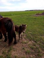 Shetlander Merrie, Dieren en Toebehoren, Paarden en Pony's | Dekhengsten en Fokmerries, Merrie