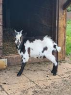 Twee geitenbokken te koop, Dieren en Toebehoren, Schapen, Geiten en Varkens, Vrouwelijk, Geit