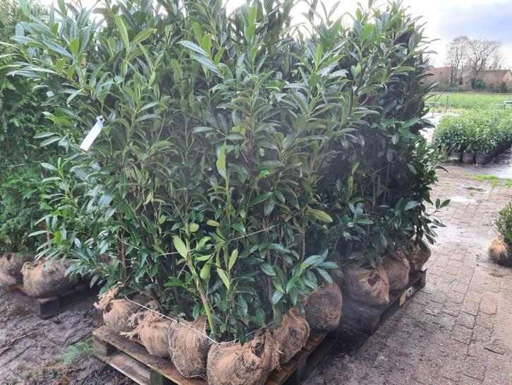 Laurierhaag - Prunus Caucasica leverbaar in alle maten, Tuin en Terras, Planten | Struiken en Hagen, Haag, Laurier, 100 tot 250 cm