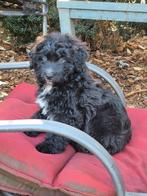 Mooie lieve aussiedoodle(Australian shepherd x Poedel)  pups, Overige rassen, CDV (hondenziekte), 8 tot 15 weken, Meerdere