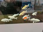 Japanse koi 12-17cm, Dieren en Toebehoren, Vissen | Vijvervissen, Karper of Koi