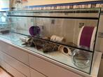 Gerbilarium/knaagdier verblijf 120x50x50, Dieren en Toebehoren, Knaagdieren en Konijnen | Hokken en Kooien, Kooi, 110 cm of meer
