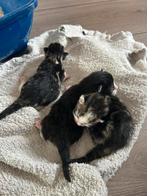 Zwarte kitten poes nog te koop!, Dieren en Toebehoren, Katten en Kittens | Raskatten | Korthaar, Geslacht onbekend, 0 tot 2 jaar