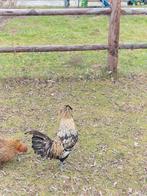 Kuifoen-haan, Dieren en Toebehoren, Mannelijk, Kip