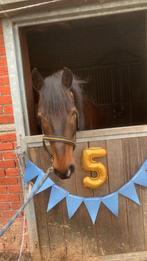 5 jarige recreatie pony ruin, Dieren en Toebehoren, Pony's, B, Ruin, 3 tot 6 jaar, Gechipt