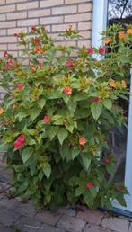 Zaden van Mirabilis Jalapa, Ophalen of Verzenden, Zomer, Overige soorten, Volle zon