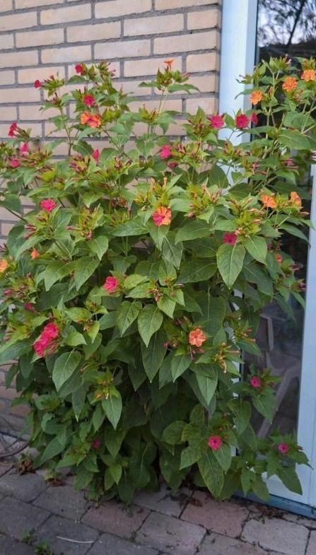 Zaden van Mirabilis Jalapa, Tuin en Terras, Planten | Tuinplanten, Overige soorten, Volle zon, Zomer, Ophalen of Verzenden