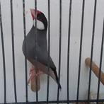 Rijsvogel, Meerdere dieren, Postuurkanarie