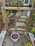 Zwarte moerbei met sierblad, Ophalen, Volle zon, Vaste plant, Fruitplanten