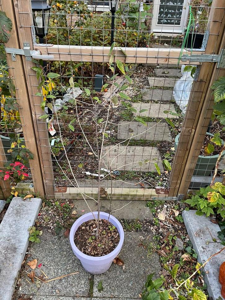 Zwarte moerbei met sierblad, Tuin en Terras, Planten | Tuinplanten, Vaste plant, Fruitplanten, Volle zon, Lente, Ophalen