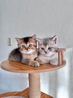 Schattige Britse Korthaar Kittens, Dieren en Toebehoren, Katten en Kittens | Raskatten | Korthaar, Meerdere dieren, Gechipt, 0 tot 2 jaar