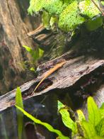 Farlowella acus, Dieren en Toebehoren, Vis