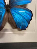 Morpho Didius  met lichte schade aan vleugel, Verzamelen, Dierenverzamelingen, Ophalen of Verzenden, Zo goed als nieuw, Insect