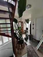 Grote strelizia nicolai, Huizen en Kamers, Kamers te huur