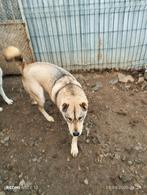 Lief Husky, shar pei reuen adoptie herplaatser, Particulier, Rabiës (hondsdolheid), 1 tot 2 jaar, Buitenland