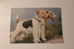 Honden Postkaart - 2 Foxterrier, POPP FF 732, Duitsland, 1960 tot 1980, Ongelopen, Verzenden, Hond of Kat