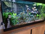 Aquarium helemaal compleet, Dieren en Toebehoren, Vissen | Aquaria en Toebehoren, Ophalen, Zo goed als nieuw, Gevuld zoetwateraquarium