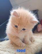 Ragdoll kittens, ouders en poesje getest volledig n/n, Dieren en Toebehoren, Katten en Kittens | Raskatten | Langhaar, Meerdere dieren