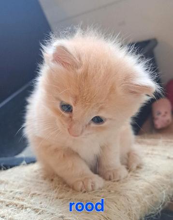 Ragdoll kittens, ouders en poesje getest volledig n/n beschikbaar voor biedingen
