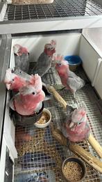 Lorre & Co - Rozee kaketoes super tam, Dieren en Toebehoren, Vogels | Parkieten en Papegaaien, Meerdere dieren, Papegaai, Geringd